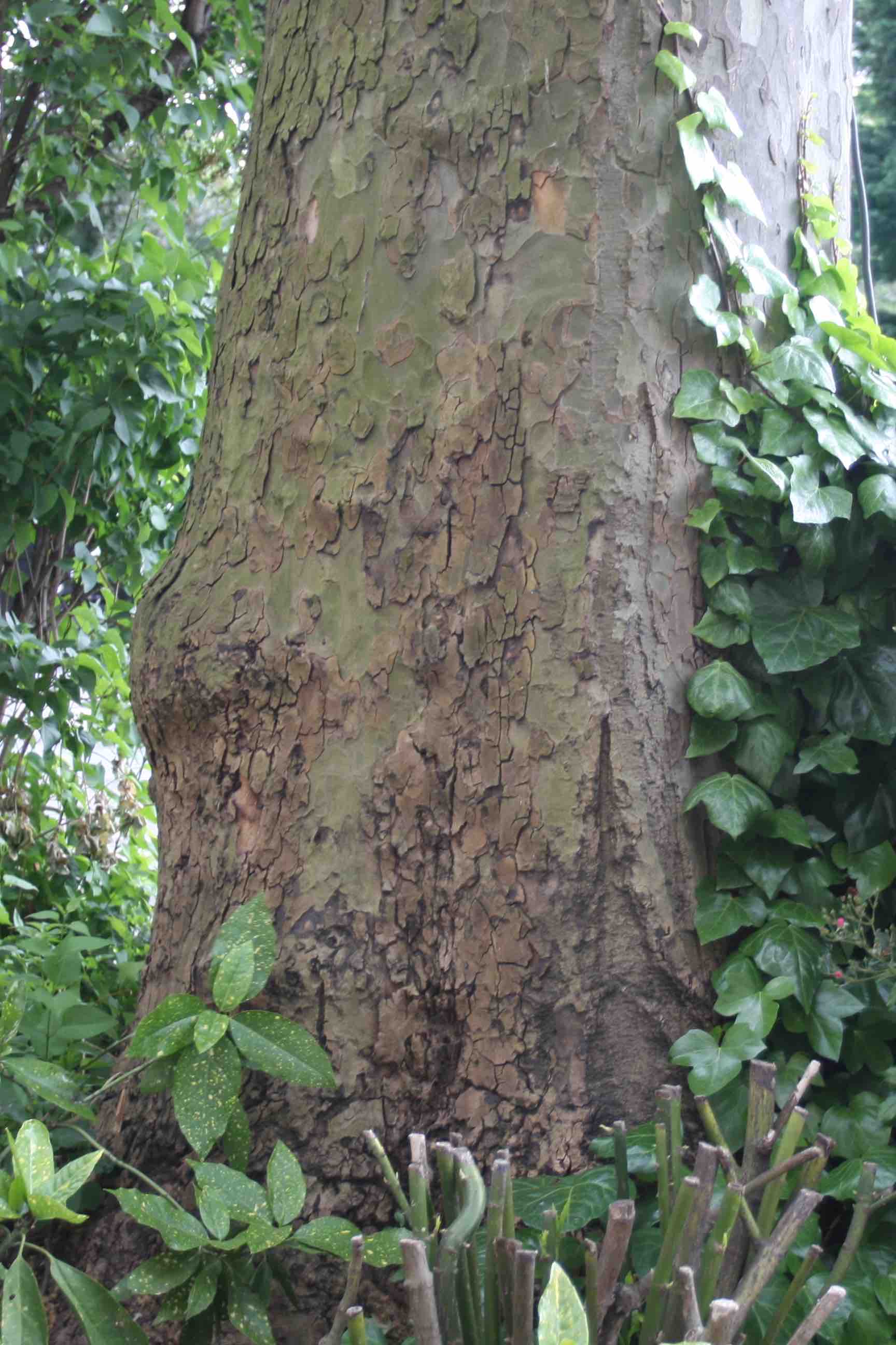 Sorry - this image is currently unavailable