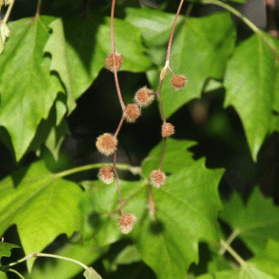 Fruit