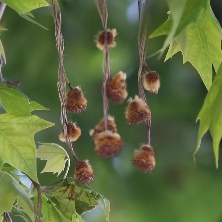 Sorry - this image is currently unavailable