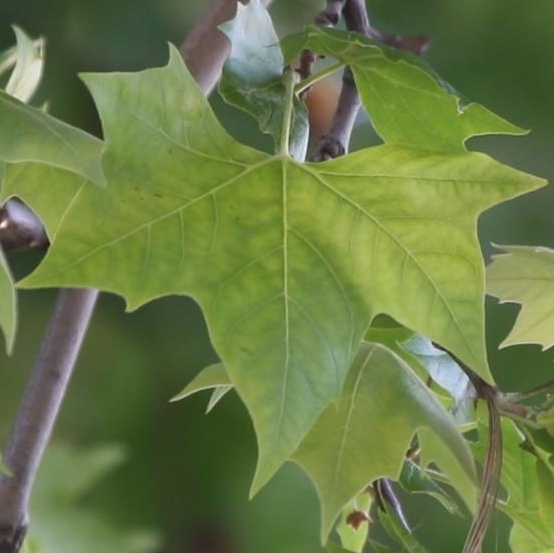 Sorry - this image is currently unavailable