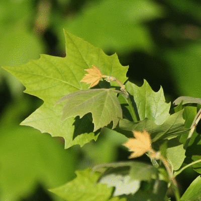 Leaves