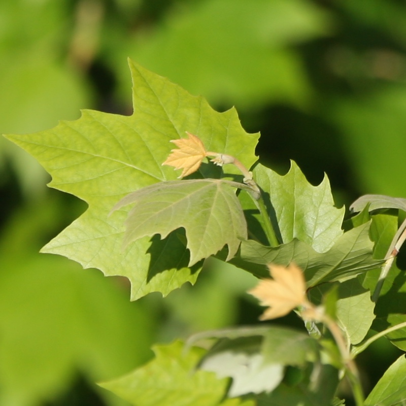 Sorry - this image is currently unavailable