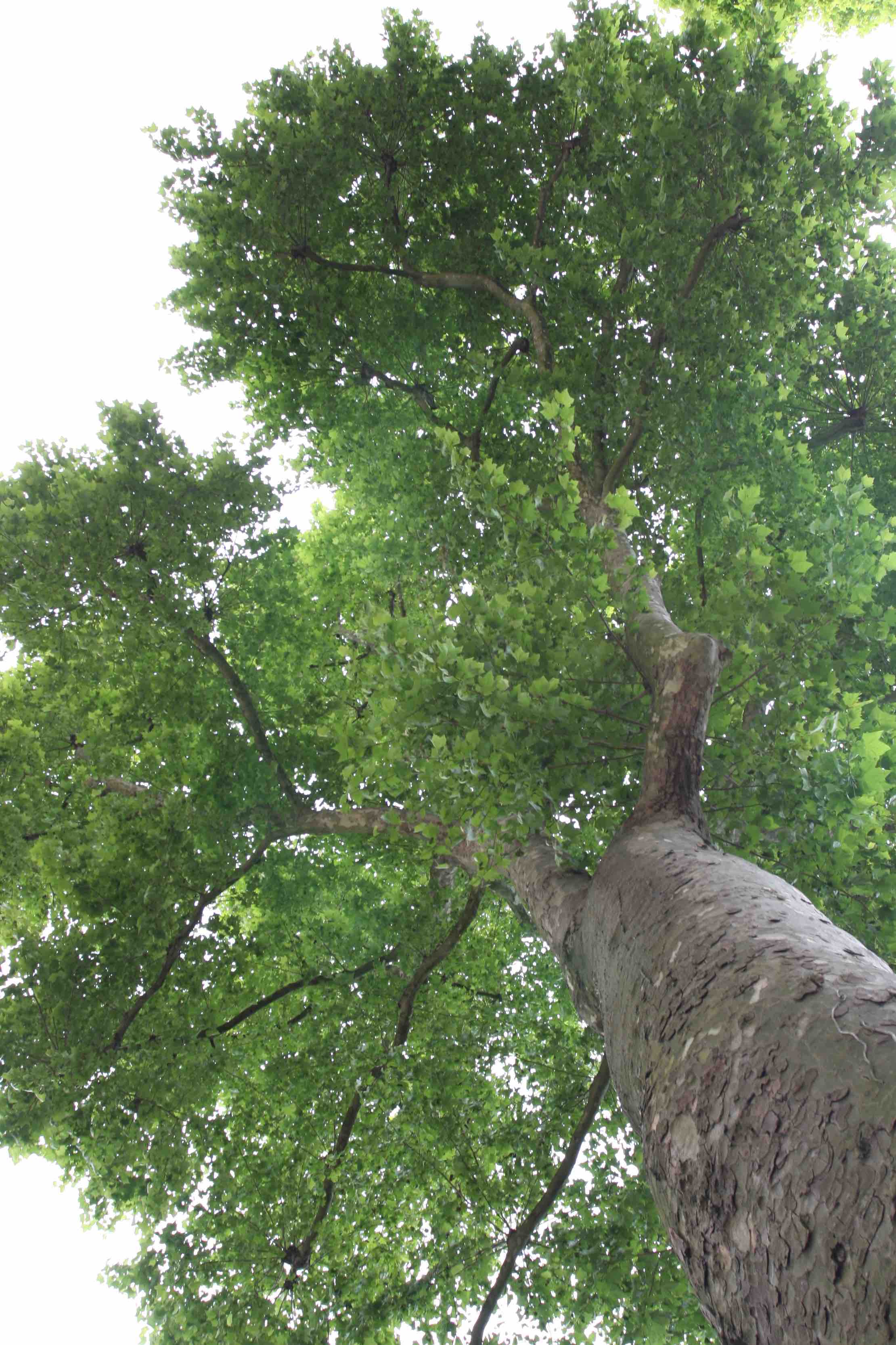 Sorry - this image is currently unavailable